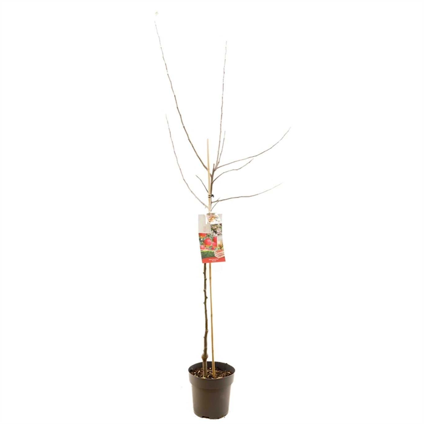 Malus d. 'Pinova' - C7,5 175-225 CM Halfstem